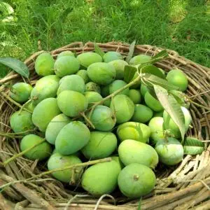 Anwar Ratol #01 Pakistan’s Most Loved Mango