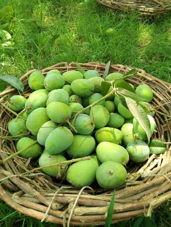 Anwar Ratol #01 Pakistan’s Most Loved Mango